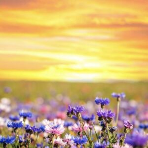 sunset and a field of purple wildflowers sympathy
