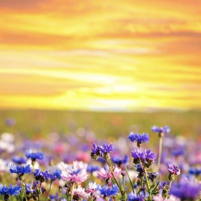 sunset and a field of purple wildflowers sympathy